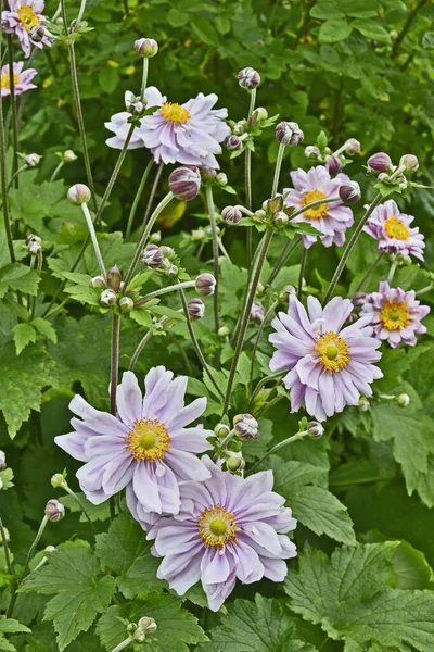 Närbild Japanska Anemoner Windflowers Trädgårdsgräns — Stockfoto
