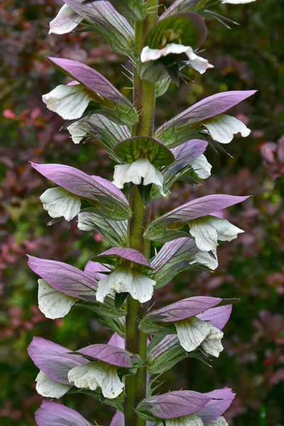 Acanthus Spinosus Крупным Планом Саду Кабачке — стоковое фото