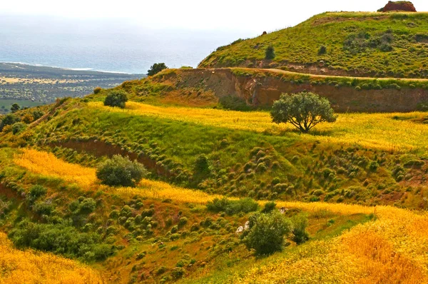 Дикое Трудное Земледелие Высоком Акамас Пафосе Кипр — стоковое фото