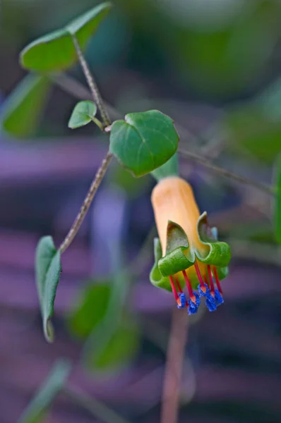 Vista Perto Fuchsia Procumbens — Fotografia de Stock