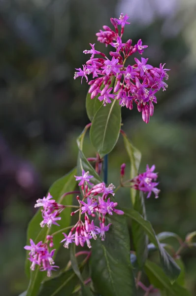 Vista Perto Fuchsia Arborescens — Fotografia de Stock