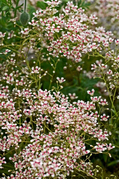 Kwiat Saxifraga Southside Seedling Kwiatowym Bordserze — Zdjęcie stockowe