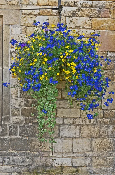 Hengecontainer Med Blå Gule Blomster Som God Fargekombinasjon – stockfoto