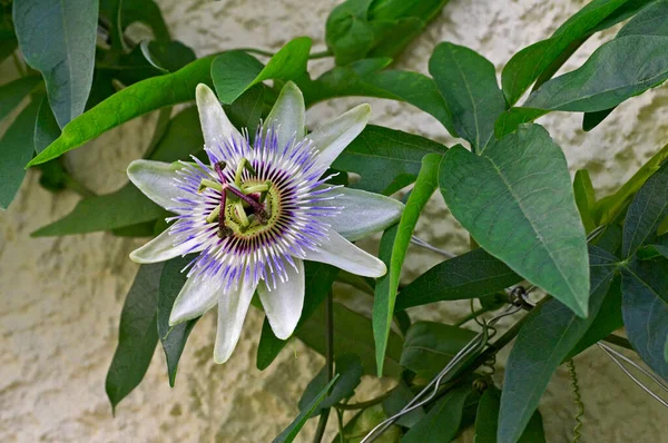 Passiflora Vitifolia Fulmine Bianco Fiore — Foto Stock