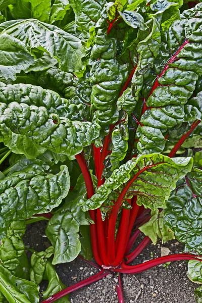 Chard Hoja Verde Creciendo Una Parcela — Foto de Stock