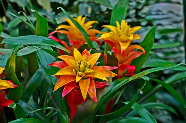 Closeup Guzmania Soledo Flor Uma Planta Floresta Tropical — Fotografia de Stock