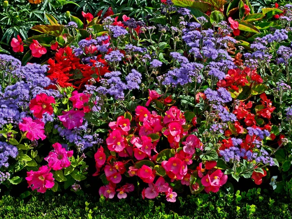 Närbild Detaljer Ageratum Och Begonias Blomsterträdgård — Stockfoto