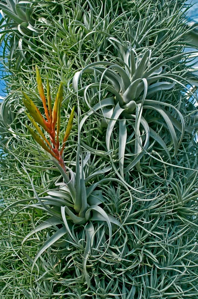 Air Plant Tillandsia Dry Garden — Stock Photo, Image