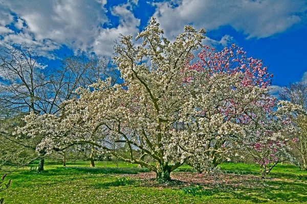 Μια Ανοιξιάτικη Θέα Ενός Δέντρου Magnolia Kewensis Έναν Κήπο Πάρκων — Φωτογραφία Αρχείου