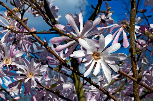 Magnolia Loebneri Framboos Plezier Bij Kew Gardens — Stockfoto