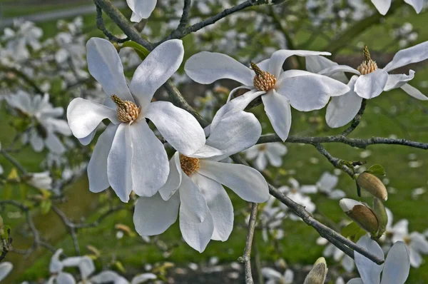 Uma Mola Close Vista Magnolia Stellata Kew Gardens — Fotografia de Stock