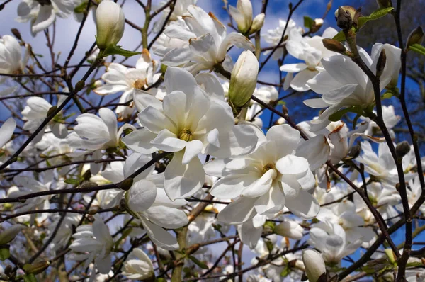 Een Voorjaar Dichtbij Uitzicht Van Een Magnolia Two Stones — Stockfoto