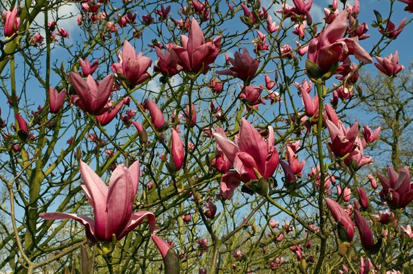 Een Voorjaar Uitzicht Magnolia Star Wars Kew Gardens — Stockfoto