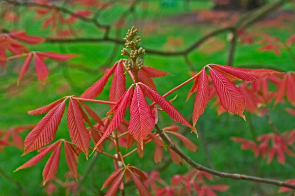 Uma Visão Primavera Novas Folhas Aesculus Neglecta Eritroblastos — Fotografia de Stock