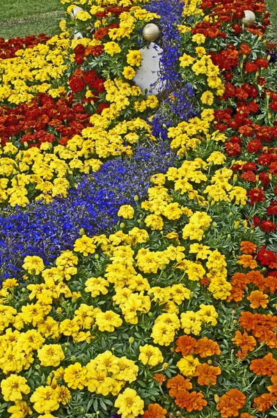 Une Bordure Fleurie Colorée Avec Des Soucis Assortis Tagetes Donnant — Photo