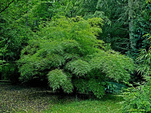 Bambú Chimonobambusa Tumidissinoda Jardín Francés — Foto de Stock