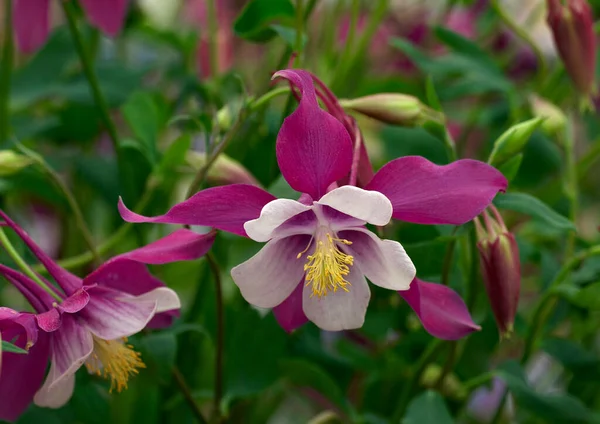 Aquilegia Skylard Songbird Serie Großaufnahme — Stockfoto