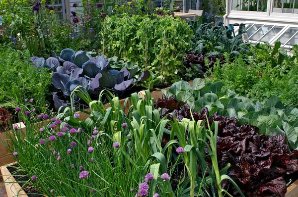 多種多様な農産物が並ぶ都会の菜園 — ストック写真
