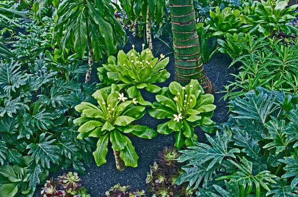 Een Bloeiende Brighamia Insignis Close — Stockfoto