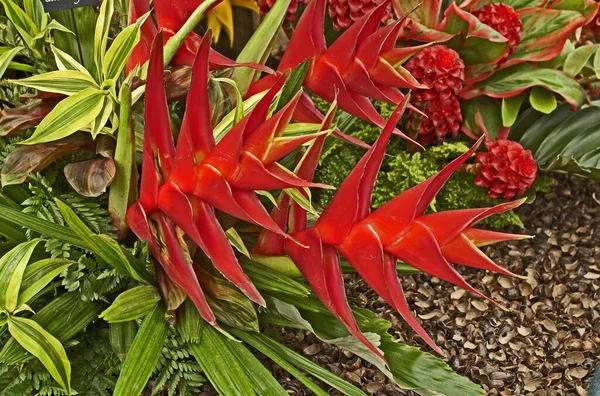 Een Vertoning Van Kleurrijke Rode Heliconia Close — Stockfoto