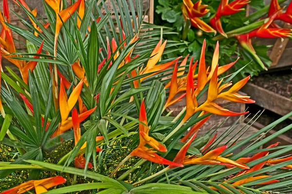 Uppvisning Färgglada Heliconia Exotica — Stockfoto