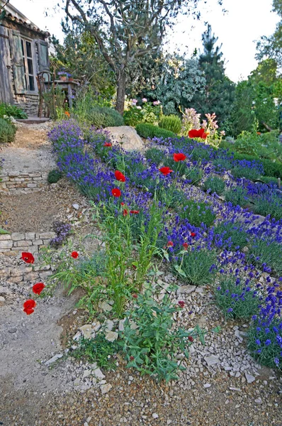 Creación Jardín Lavanda Provenza Con Amapolas Colores — Foto de Stock