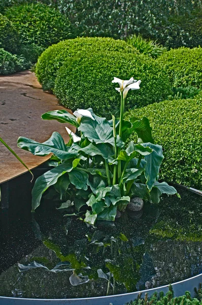 Zantedeschia Water Surrounded Clipped Box Hedges — Stock Photo, Image