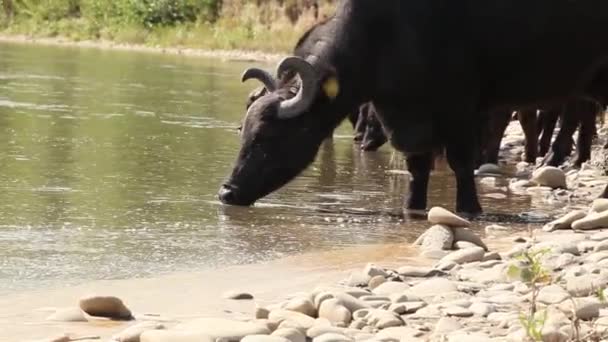 Búfalo agua potable HD — Vídeo de stock