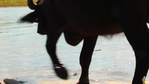 川の水牛 — ストック動画