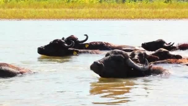 Búfalos en agua — Vídeo de stock