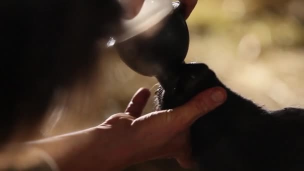 Alimentando la leche de ternera. HD — Vídeos de Stock