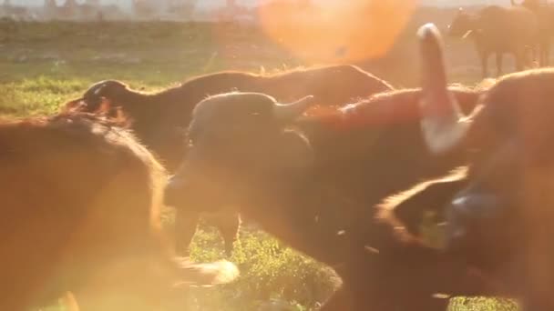 Gran manada de búfalos — Vídeo de stock