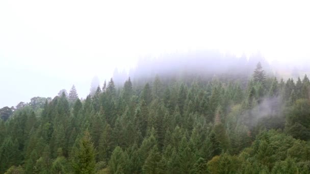 Neblina brumosa sobre los árboles — Vídeo de stock