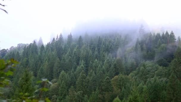 Niebla sobre los árboles. Caducidad — Vídeo de stock