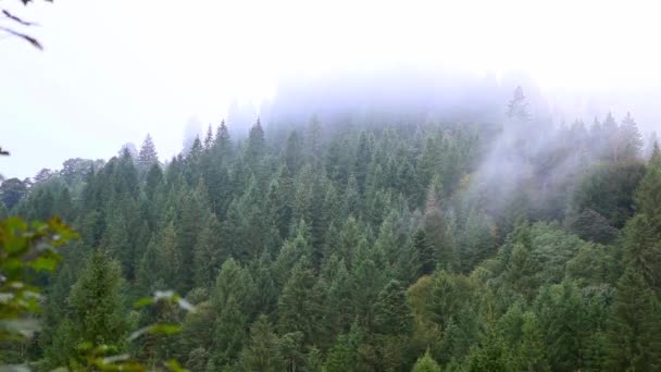 Névoa bonita sobre as árvores nas montanhas — Vídeo de Stock