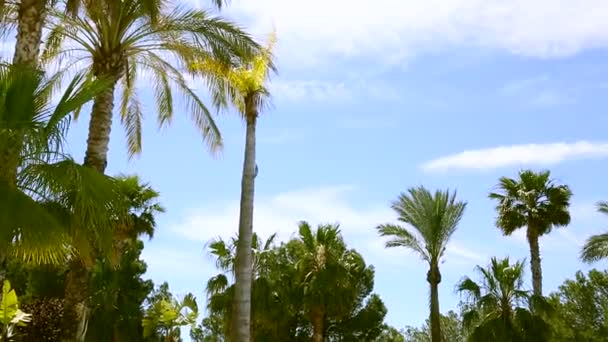 Mavi gökyüzü arka planında palmiye ağaçları — Stok video