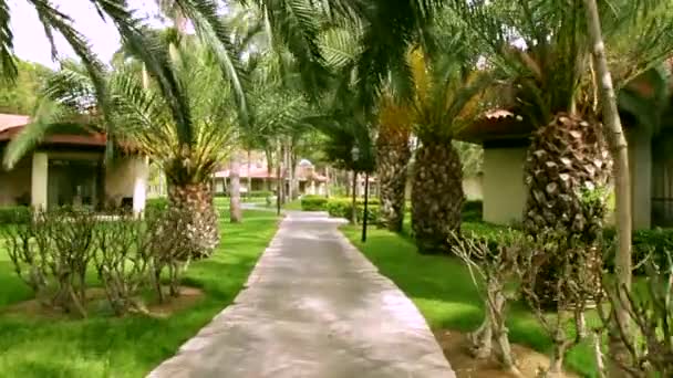Jazdy przez przez drzewa palmowe — Wideo stockowe