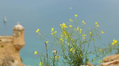 Bir yelkenli deniz ufukta