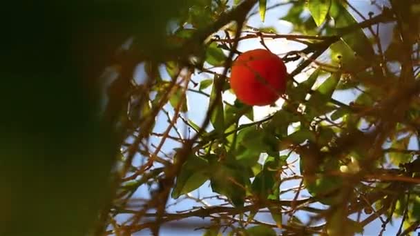 El primer plano de las naranjas en el árbol — Vídeo de stock