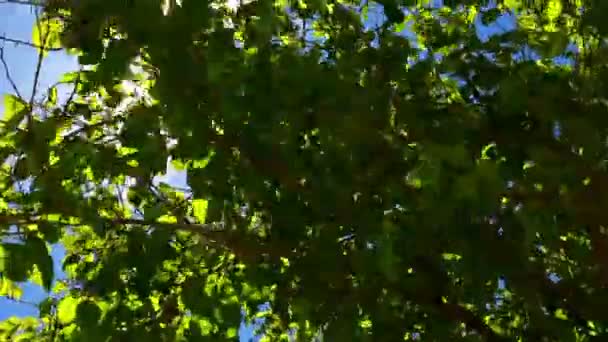 Les rayons du soleil à travers l'oranger 