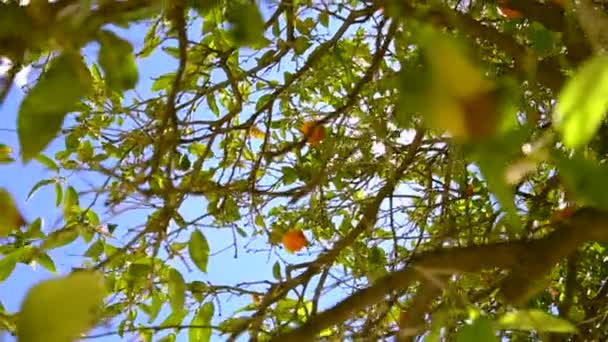 Panorama 360 degree of orange trees. — Stock Video