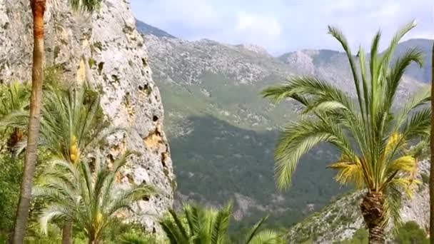 Schöne grüne Oase mit Palmen in felsiger Schlucht — Stockvideo