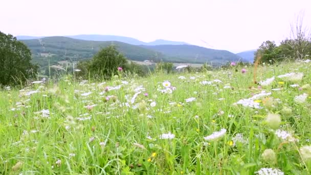 Fältet med blommor på en bakgrund av berg — Stockvideo