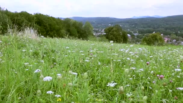 Поле с цветами на фоне гор — стоковое видео