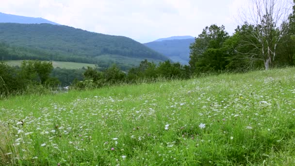 Campo com flores em um fundo de montanhas — Vídeo de Stock