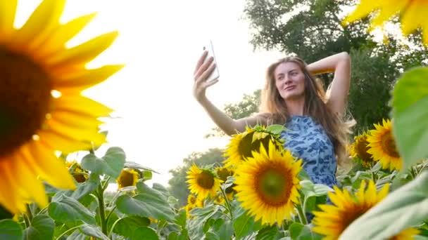 Hermosa chica es fotografiada en el campo con girasoles. HD — Vídeos de Stock