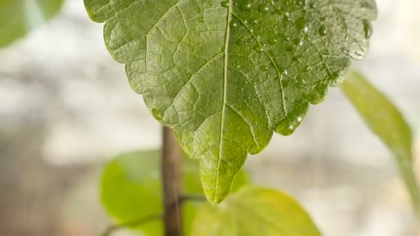 Grön växt i regnet. Närbild — Stockvideo