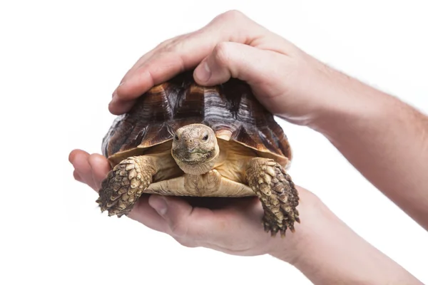 Turtle — Stock Photo, Image