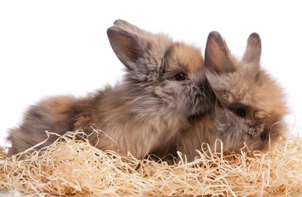 Två små kaniner — Stockfoto
