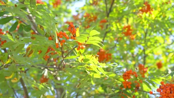 환한 바람에 휘날리는 밝은 붉은 나뭇잎과 푸른 잎을 가진 로우란 나무 — 비디오
